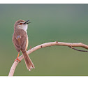 plain prinia