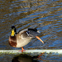 Male mallard