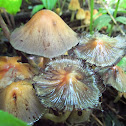 Coprinellus micaceus