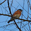 Eastern bluebird
