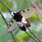 Clearwing Swallowtail