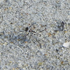 Tiger Beetle