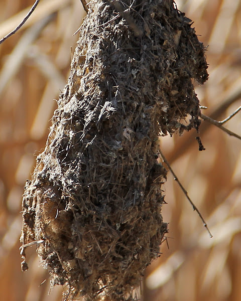 Bushtit nest | Project Noah