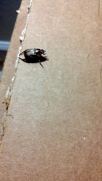 Spotting Image 1