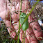 Monarch chrysalis