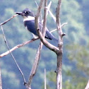 Belted Kingfisher
