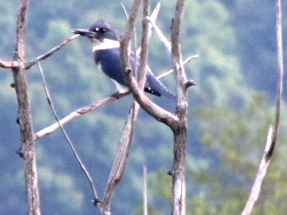 Spotting Image 1