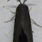 Nigrita Bagworm Moth
