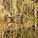 Moorhen