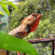 Lizzard..