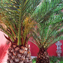 sago palms