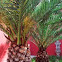 sago palms