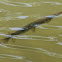 Longnose Gar