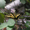 Western tiger swallowtail