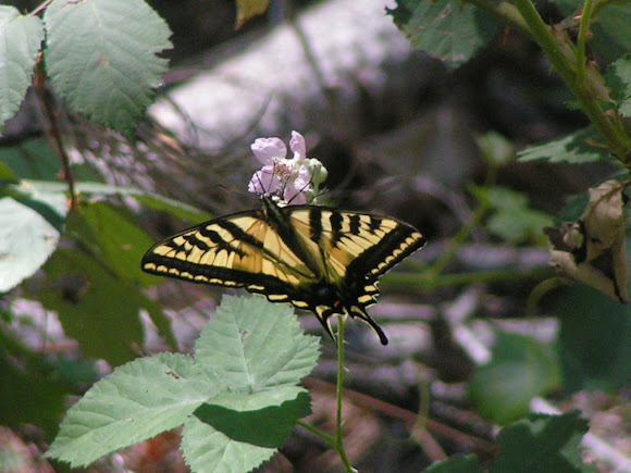Spotting Image 1