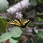 Western tiger swallowtail