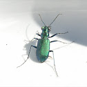 Six-spotted Green Tiger Beetle