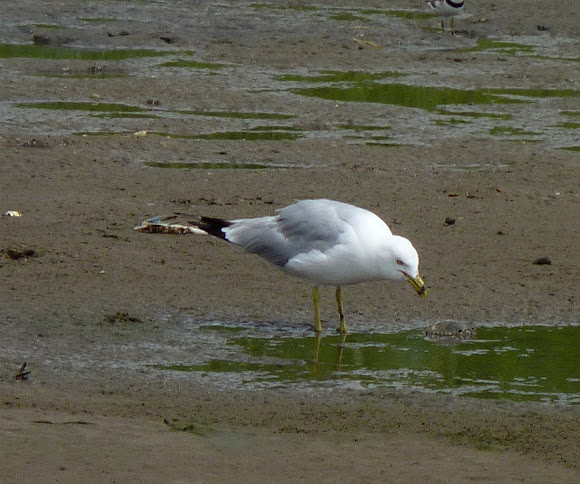 Spotting Image 1