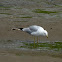 Ring-billed Gull