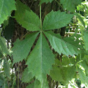 Virginia creeper