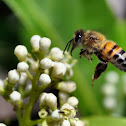 Honey Bee