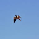 Red wattled Lapwing