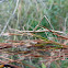 Stick grasshopper