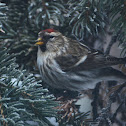 Common Redpoll