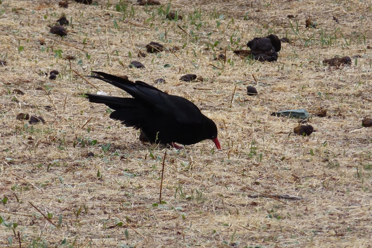 Red-billed Chough 紅嘴山鴉