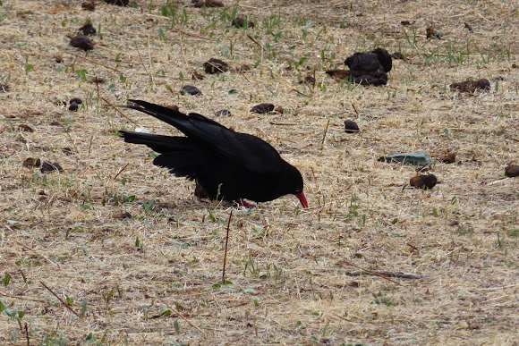 Spotting Image 1