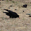 Red-billed Chough 紅嘴山鴉