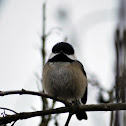 Black-capped Chickadee