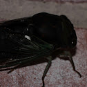 Dog day Cicada