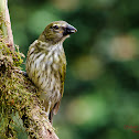 Streaked Saltator