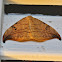 Arched Hooktip Moth