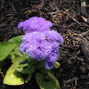 Hawaiian Blue