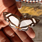 Banner metalmark