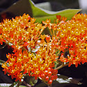 Butterfly Weed