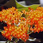 Butterfly Weed