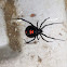Black Widow