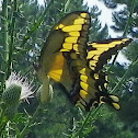 Giant Swallowtail Butterfly
