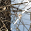 Juvenile Writing Spider