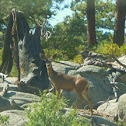 Mule deer