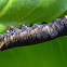 Hawk Moth caterpillar