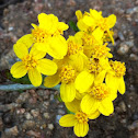 Yellowray Fremont's Gold