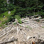 Beaver Dam
