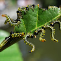 Sawfly larvae