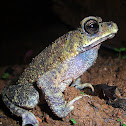 Common Asian Toad