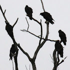 turkey vultures