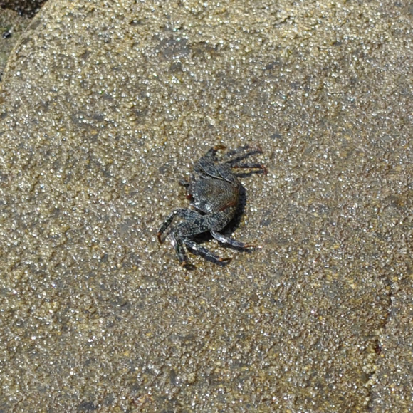 Spotting Image 1